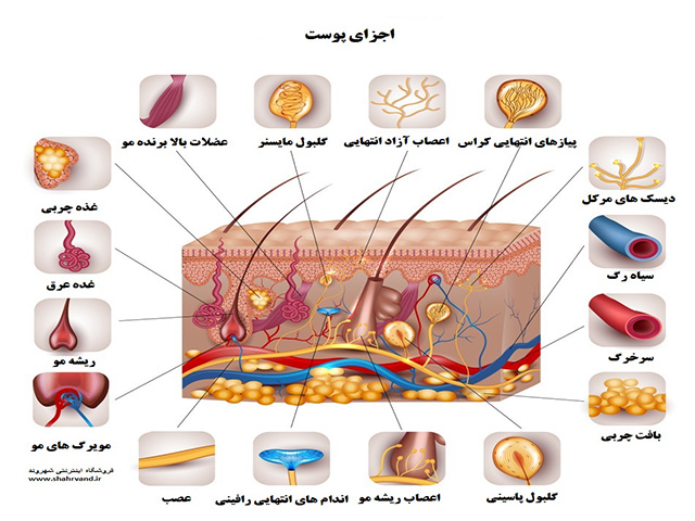 ساختار پوست ساختار پوست