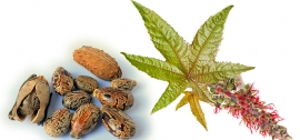 روغن کرچک روغن کرچک