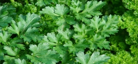 جعفری (Petroselinum crispum (Mill جعفری (Petroselinum crispum (Mill