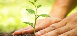 روش صحیح کاشت درخت روش صحیح کاشت درخت