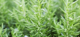 راهنمای کاشت رزماری راهنمای کاشت رزماری