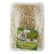 جوانه شبدر 250 گرمی راوک جوانه شبدر 250 گرمی راوک
