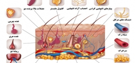 ساختار پوست ساختار پوست